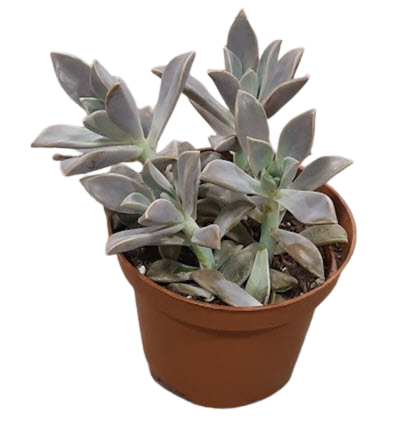 Graptopetalum